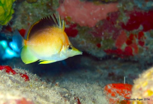 Longnose : Longsnout Buttefly Fish ©Melinda Riger @ G B Scuba copy