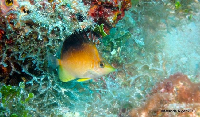 Longnose : Longsnout Butterflyfish  © Melinda Riger @ GB Scuba copy