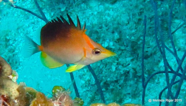 Longnose : Longsnout Butterflyfish ©Melinda Riger @GB Scuba copy