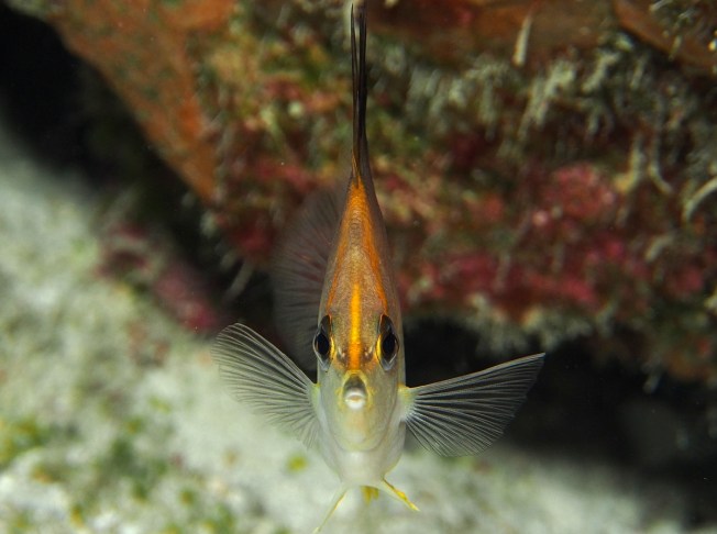 Longsnout Butterflyfish (π Florent's Reef Guide)