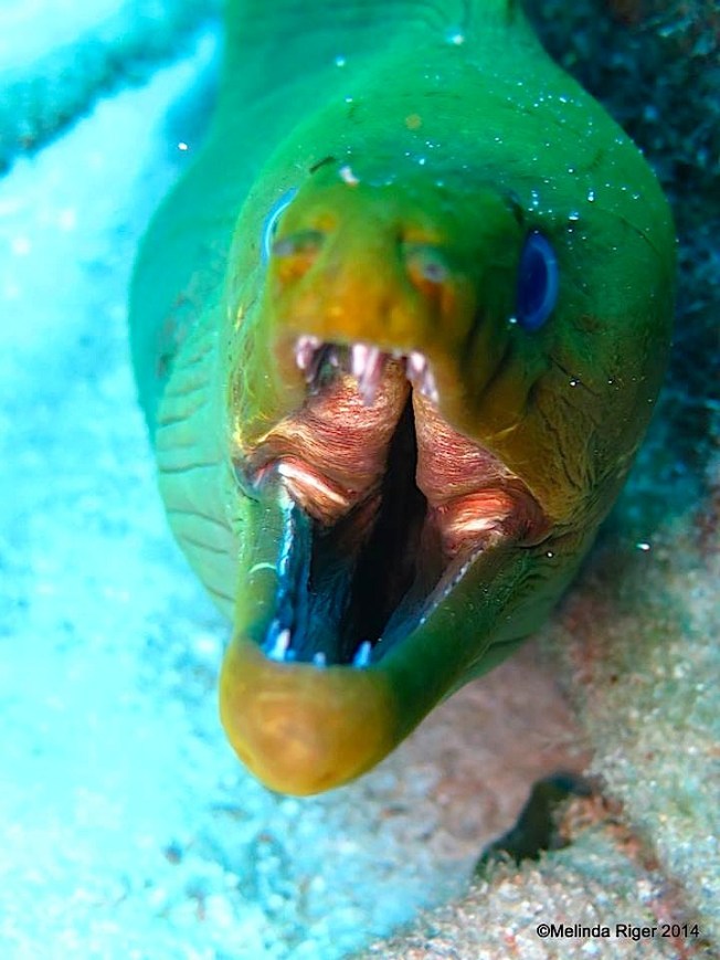 Moray Eel, green ©Melinda Riger @ G B Scuba