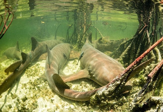 Sharks in Bimini Bahamas - biminis-marine-protected-area