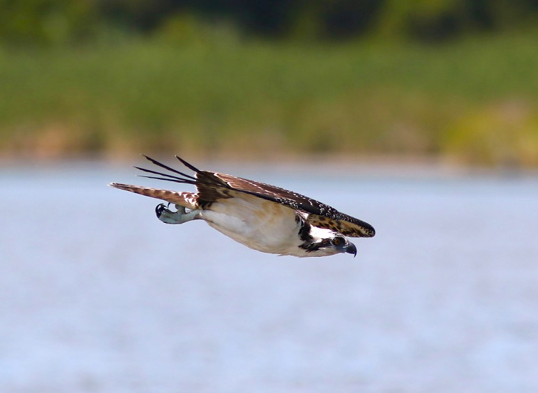 osprey-catches-two-fish-02  (Phil Lanoue)