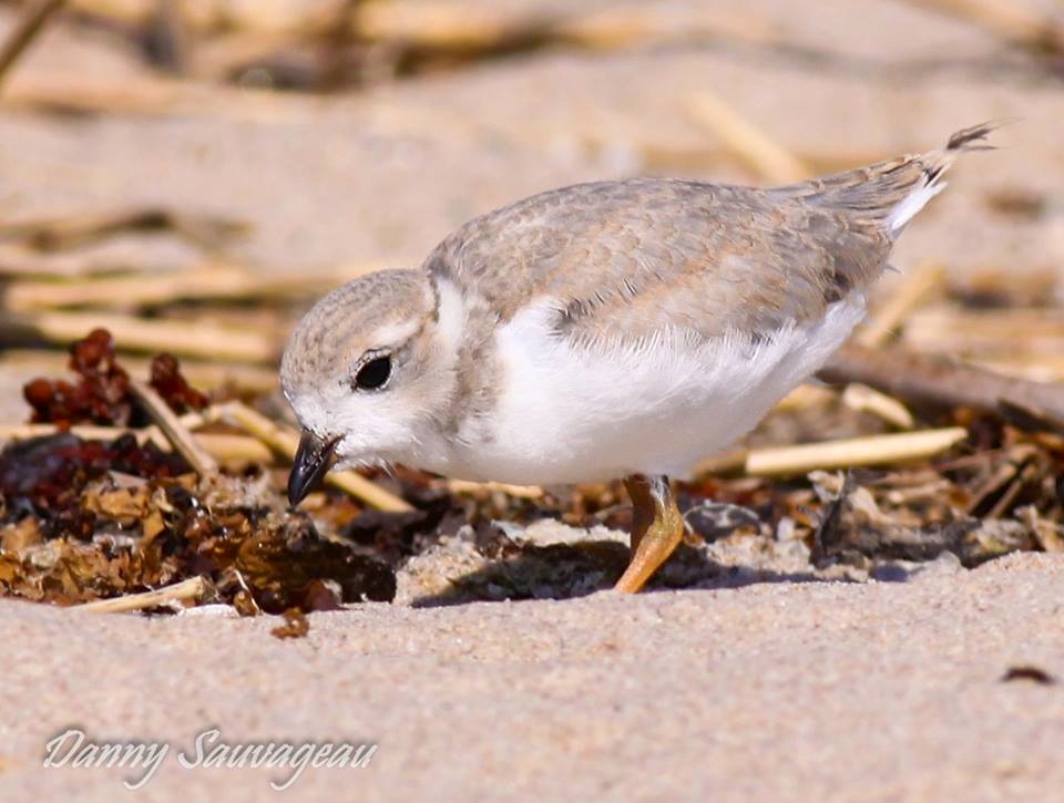 Piping Plover (Danny Sauvageau)