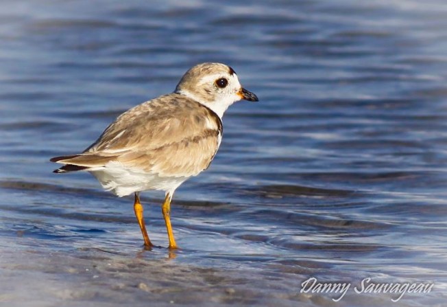 Piping Plover, Dunedin, FL (Danny Sauvageau)