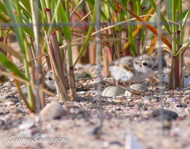 Piping Plovers - 2 chicks, 2 eggs - CT (Danny Sauvageau)