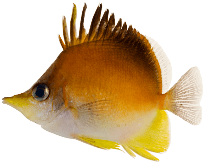 Longsnout Butterflyfish Prognathodes aculeatus (Wiki)