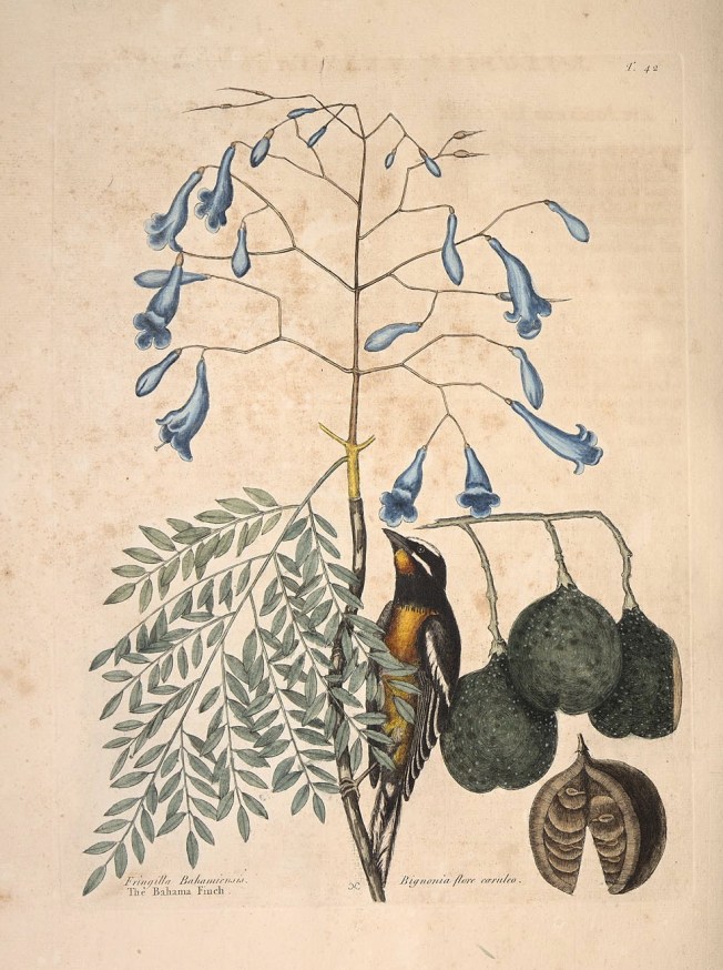 Mark Catesby Bahama Finch (Western Spindalis, Spindalis Zena)