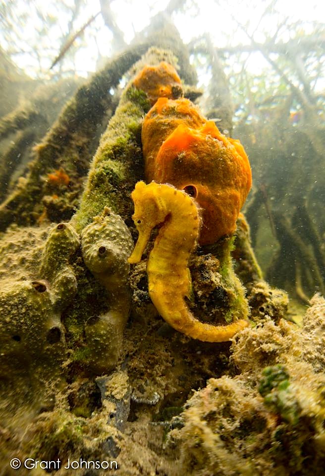 Sea Horse Bimini's Marine Protected Area Campaign