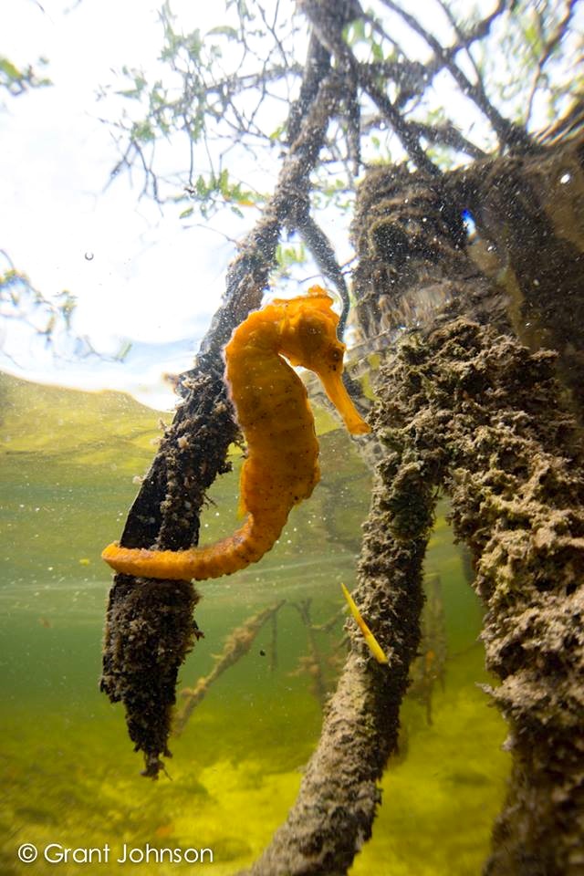 Seahorse Bimini's Marine Protected Area Campaign
