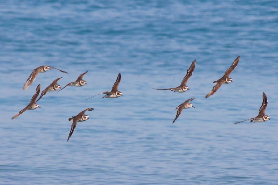 Semi-palmated Plovers in flight, Abaco (Alex Hughes)