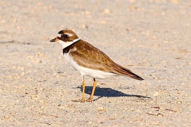 Semipalmated Plover, Abaco (Tony Hepburn)
