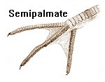 semipalmate