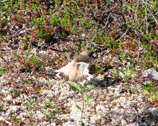 Semipalmated_Plover,_broken_wing_display (D Gordon E Robertson)