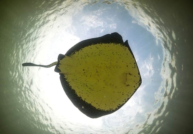 Southern Stingray (pregnant) Bimini's Marine Protected Area Campaign