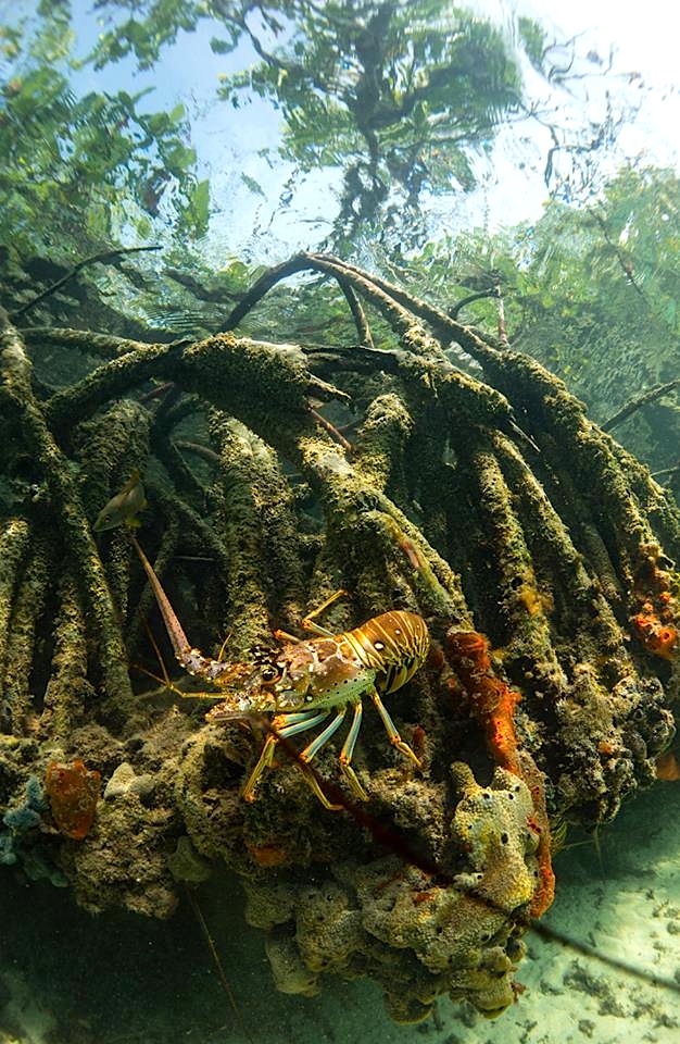 Spiny Lobster Bimini's Marine Protected Area Campaign copy 3