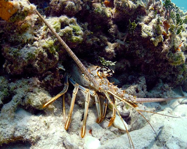 Spiny Lobster Bimini's Marine Protected Area Campaign