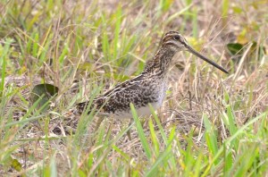 WILSON'S SNIPE, Abaco (Charles Skinner)