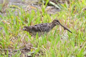 WILSON'S SNIPE, Abaco (Charles Skinner)