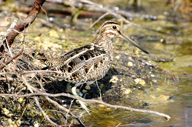 Wilson's Snipe, Abaco (Woody Bracey)