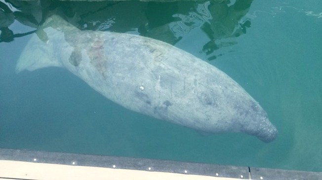 Blackbeard the manatee, Lyford Cay, New Providence (BMMRO / FLK)