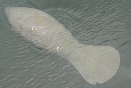 Kong the Bahamas Manatee, Great Harbour Cay Marina, Berry Is. (BMMRO / FLK)