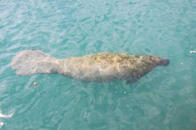 Rita the Manatee, Hawks Nest Marine, Cat Island (BMMRO/ FLK)