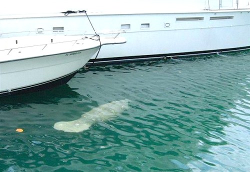 Unknown adult Manatee, West Grand Bahama (BMMRO /FLK)