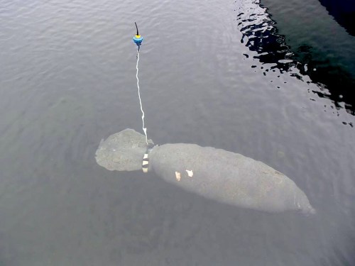 Gina the Manatee, Casuarina, Abaco (BMMRO / FLK)