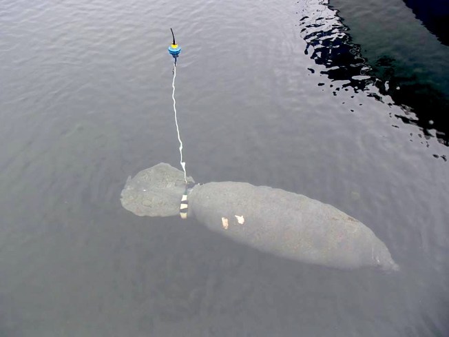 Gina the Manatee, Casuarina, Abaco (BMMRO / FLK)