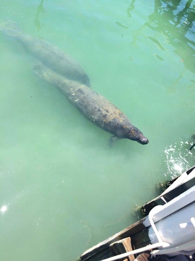 Manatees, Hope Town, Abaco (BMMRO / FLK)