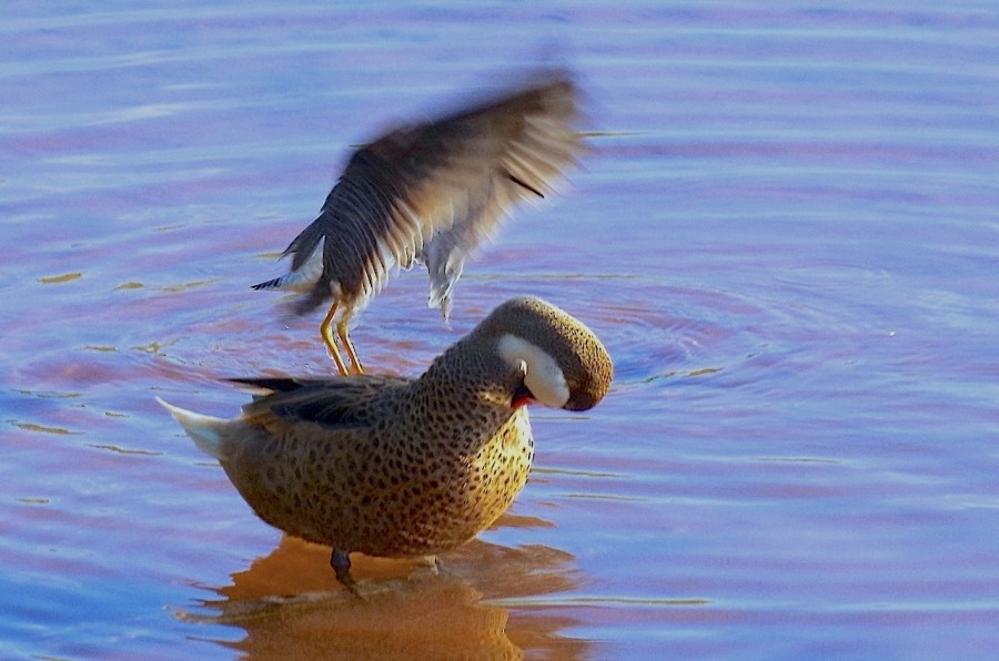 Bahama (Whitecheeked) Pintail with Lesser Yellowlegs, Gilpin Point, Abaco
