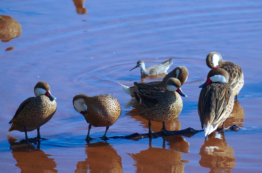 Bahama (Whitecheeked) Pintail with Lesser Yellowlegs, Gilpin Point, Abaco