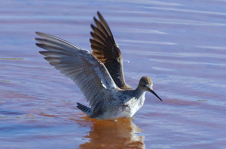 Bahama (Whitecheeked) Pintail with Lesser Yellowlegs, Gilpin Point, Abaco