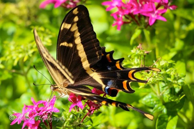 Bahama Swallowtail, Abaco (Rhonda Pearce) 2