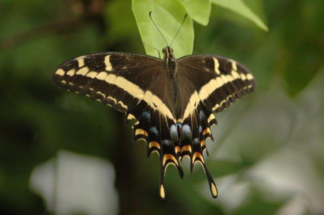 Bahama Swallowtail? Palamedes Swallowtail?