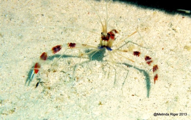 Banded Coral Shrimp ©Melinda Riger @ G B Scuba