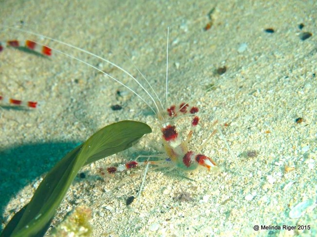 Banded Coral Shrimp (+ Moray Tail) ©Melinda Riger @ G B Scuba copy