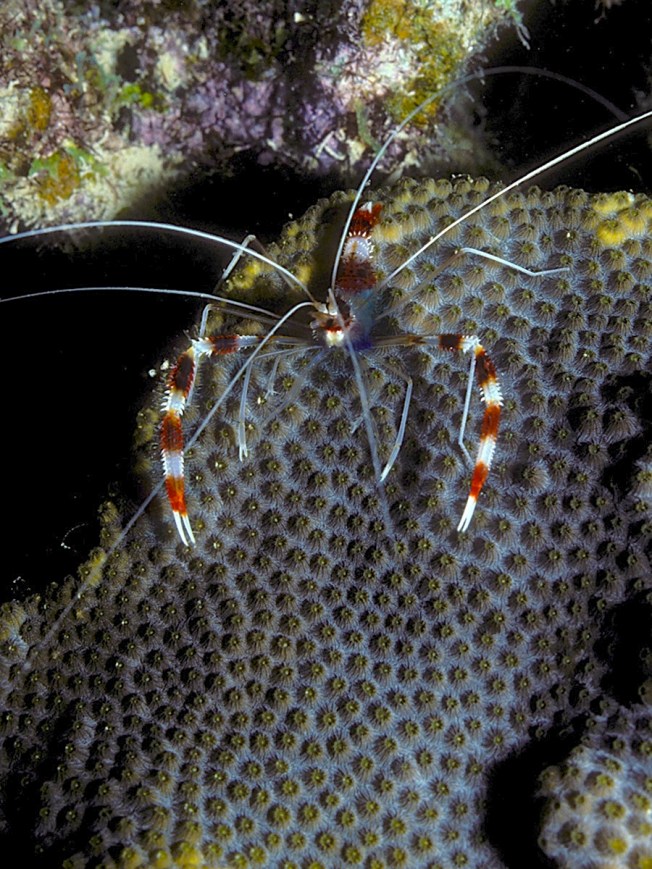 Banded Coral Shrimp on Star Coral (night) - LASZLO ILYES