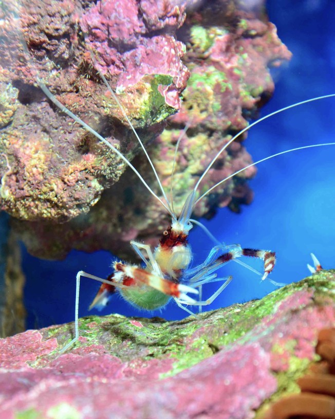 Banded Coral Shrimp Stenopus hispidus (Johan Fredriksson) a