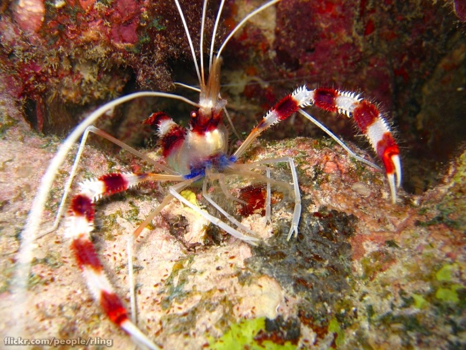 A Banded Coral Shrimp (Stenopus hispidus).
