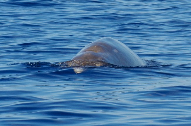 Blainville's Beaked Whales, Abaco (1) 02 16.45.51