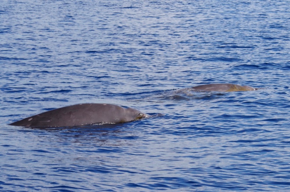 Blainville's Beaked Whales, Abaco (1) (Keith Salvesen)