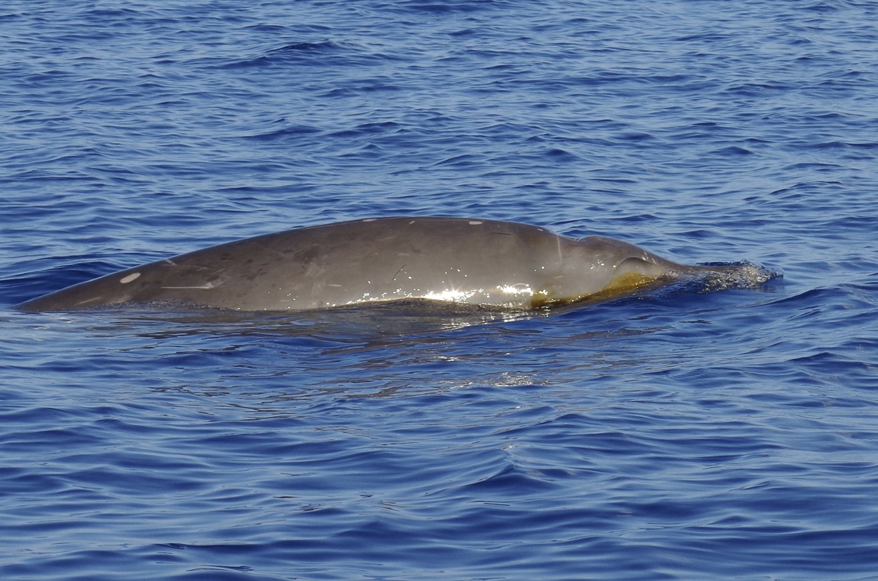 Blainville's Beaked Whales, Abaco (1) (Keith Salvesen)
