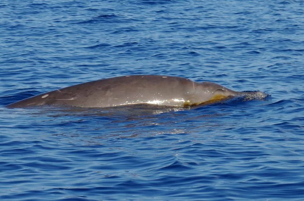 Blainville's Beaked Whales, Abaco (1) (Keith Salvesen)