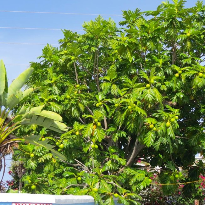Breadfruit Tree, Hope Town Abaco (Dp Paterson)