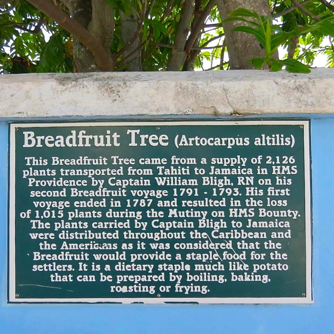 Breadfruit Tree Notice, Hope Town Abaco (Dp Paterson