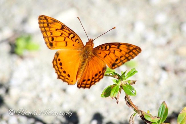 Fritillary, Abaco (Rhonda Pearce)