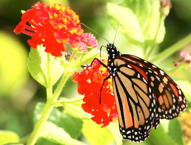 Monarch Butterfly, Abaco (Charmaine Albury) 1