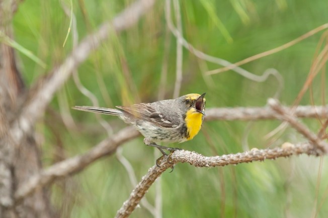 Olive-capped Warbler 3.Abaco Bahamas.6.13.Tom Sheley
